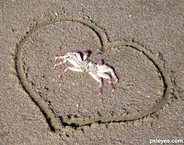 Washed up lil crab